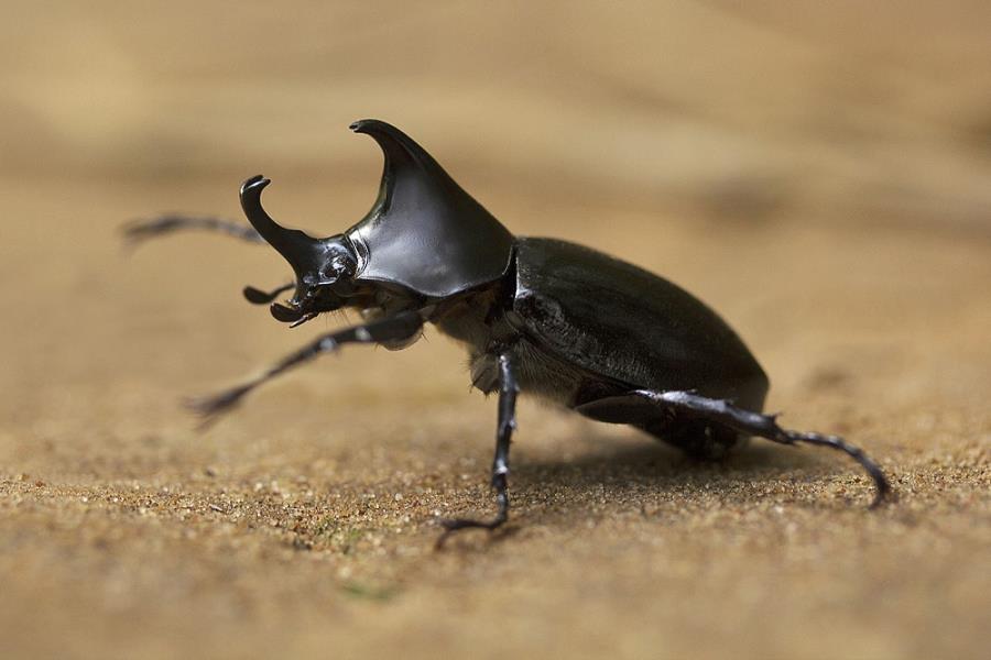 Black Beetle Spiritual Meaning