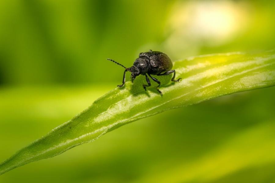 Black Beetle Spiritual Meaning